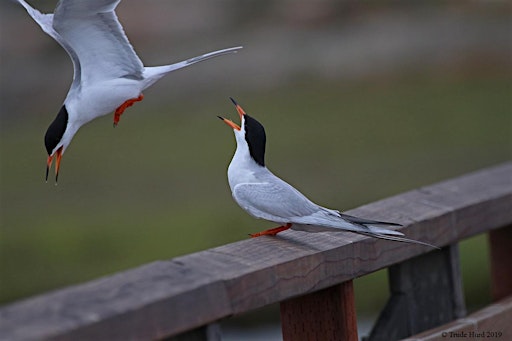Coastal Camp | IRWD San Joaquin Marsh & Wildlife Sanctuary