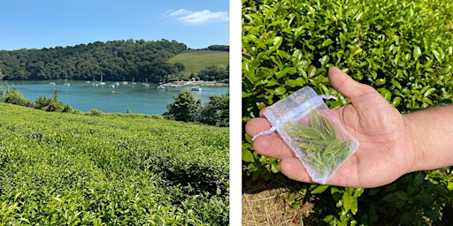 River Garden Tea Tour & Tea Tasting - Summer (June - Sept) | International Tea Centre