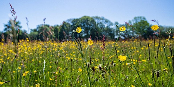 Summer Discovery Day  for Members and Volunteers (FREE) | Birches Farm