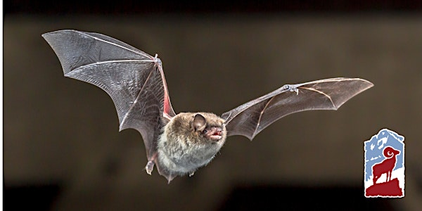 Bats of Colorado and Rocky Mountain National Park | Fall River Visitor Center