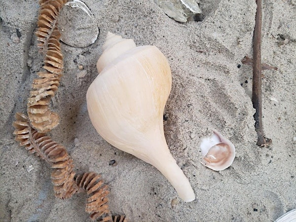 Beachcombing the Cove | Sunset Pavilion