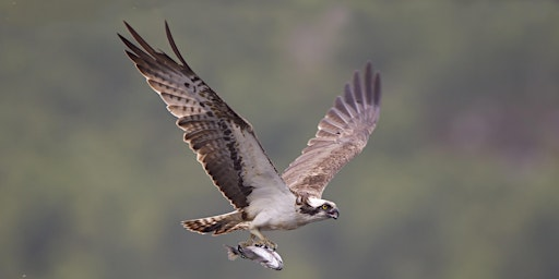 Evening Osprey Cruise | Whitwell Harbour