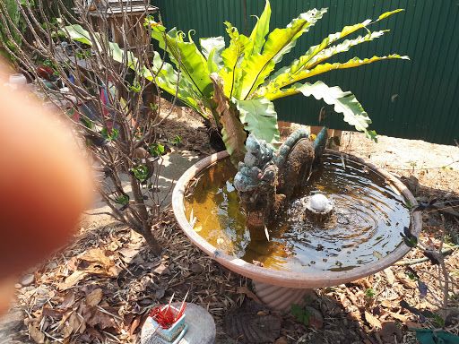 【泰國湄林】眼鏡王蛇表演 | WWC9+4RP 1096 Mae Raem