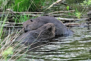 Moor Barton Beavers with Robin & Annie Bowman | Moor Barton Wilding