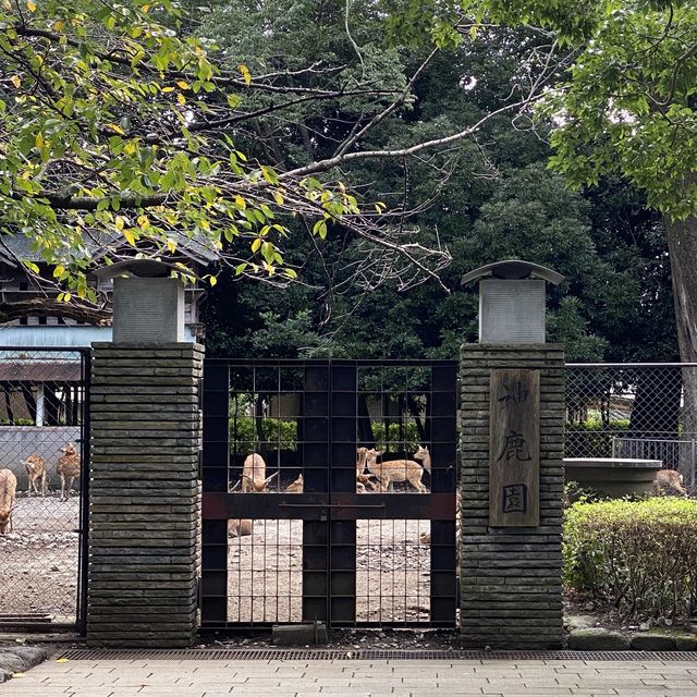 【静岡】歴史ある"三嶋大社"に行ってきました👀