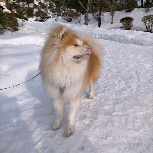 秋田県　千秋公園　雪景