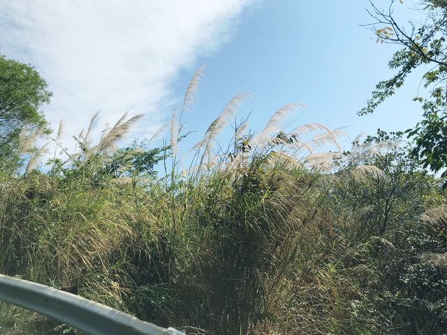 大欖郊野公園