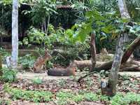 Amazon River Quest Ride at River Safari Zoo