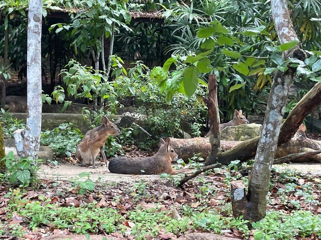 Amazon River Quest Ride at River Safari Zoo