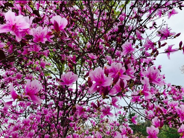 京都　KYOTO SAKURAめぐり❗️竹林の小径〜嵐山公園(亀山地区)〜保津峡のあたりを散策してみた！
