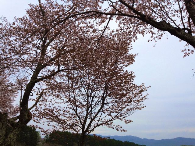 北海道　静内桜めぐり❗️ 二十間道路桜並木の桜に感動❗️