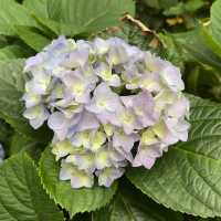 元朗賞花好去處～紫色風信子、彩色雛菊、大紅花、杜鵑花、繡球花等