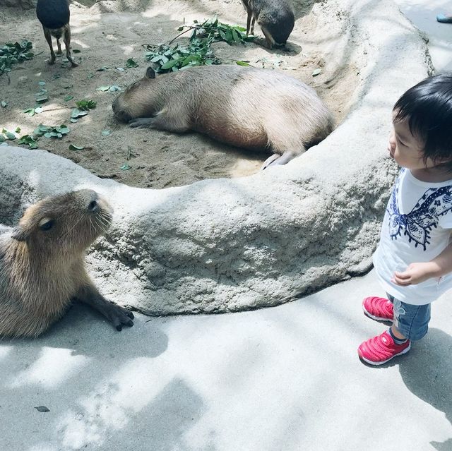 顛覆我們對動物園概念的地方