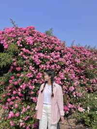 [과천] 과천에 꽁꽁 숨겨둔 아름다운 피크닉 존/풍성한 장미 꽃동산🌹