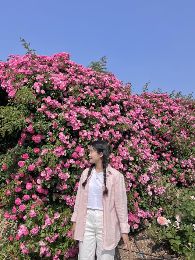 [과천] 과천에 꽁꽁 숨겨둔 아름다운 피크닉 존/풍성한 장미 꽃동산🌹