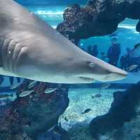 ชมโลกใต้ท้องทะเล ที่ Jeju Aqua Planet 🦈🐠🐙🐡🐟