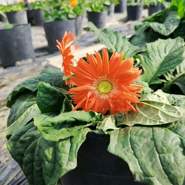 愛知県！花畑が素晴らしい花ひろば
