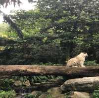 新加坡🇸🇬親子活動必到新加坡🇸🇬動物園❤️