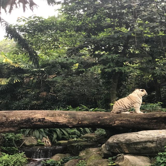 新加坡🇸🇬親子活動必到新加坡🇸🇬動物園❤️
