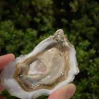 新鮮就係美味嘅保證來自Oyster Cove