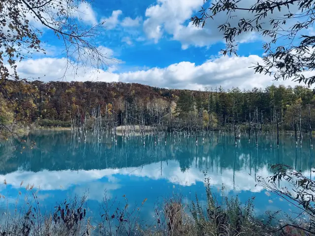 北海道超有名景點—青い池😍😍😍