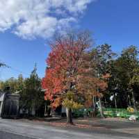 【京都府】5社を祀る不思議な神社へ