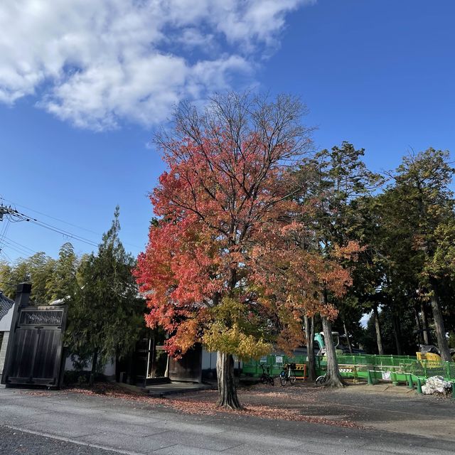【京都府】5社を祀る不思議な神社へ