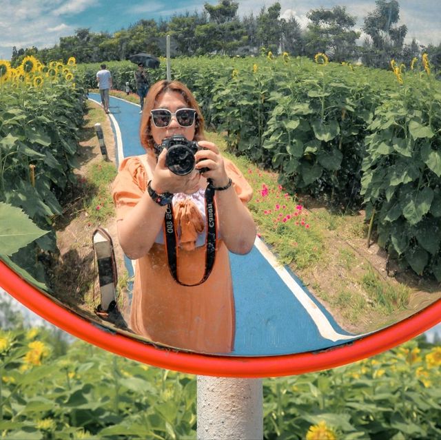 บ้านไร่นายรุ่ง เปิดให้เข้าชมทุ่งดอกทานตะวัน🌻