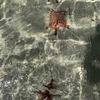 Spectacular beach littered with starfish….