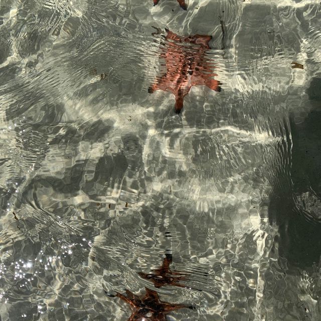 Spectacular beach littered with starfish….