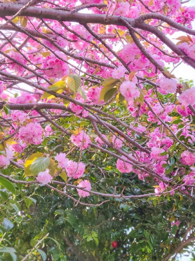 부산 민주공원, 겹벚꽃 명소 추천