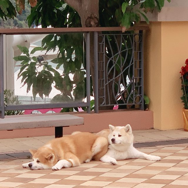 愉景灣一日遊💕💕