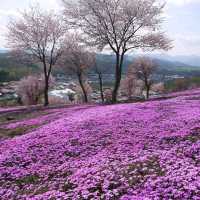 北海道瀧上芝櫻公園