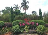 新加坡必去植物園
