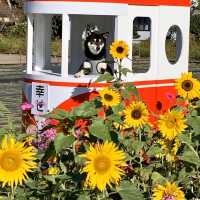 フォトジェニックな花畑　洲原ひまわりの里