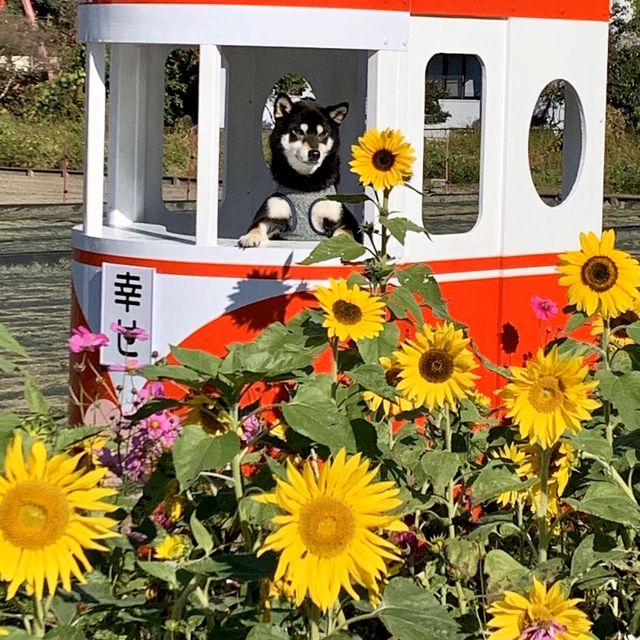 フォトジェニックな花畑　洲原ひまわりの里