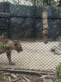 來泰國Safari World當一天動物飼養員吧！