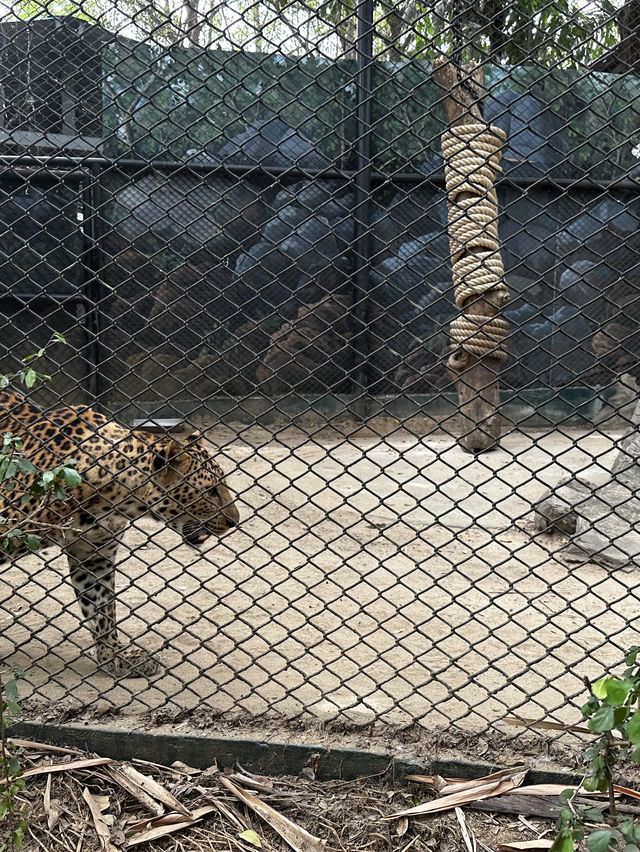來泰國Safari World當一天動物飼養員吧！