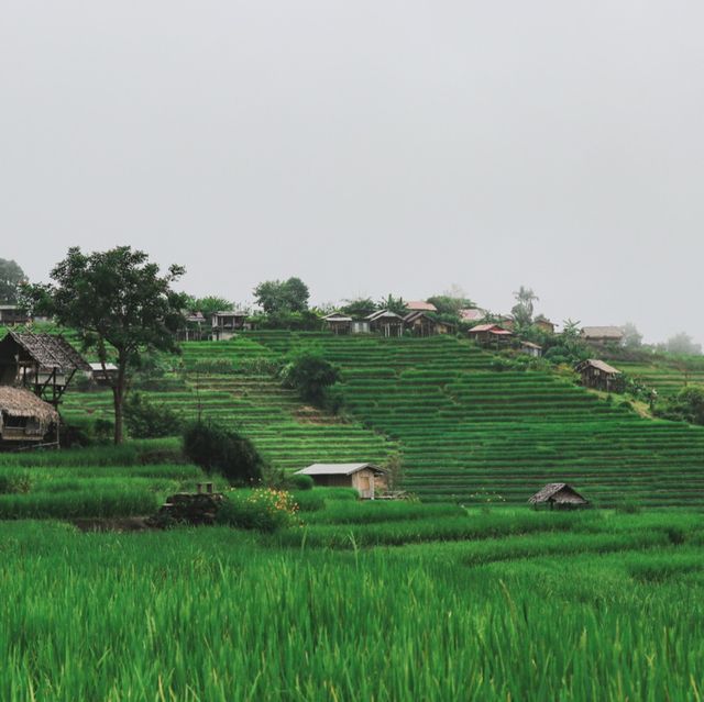 บ้านป่าบงเปียง สัมผัสสีเขียว สีสันแห่งธรรมชาติ