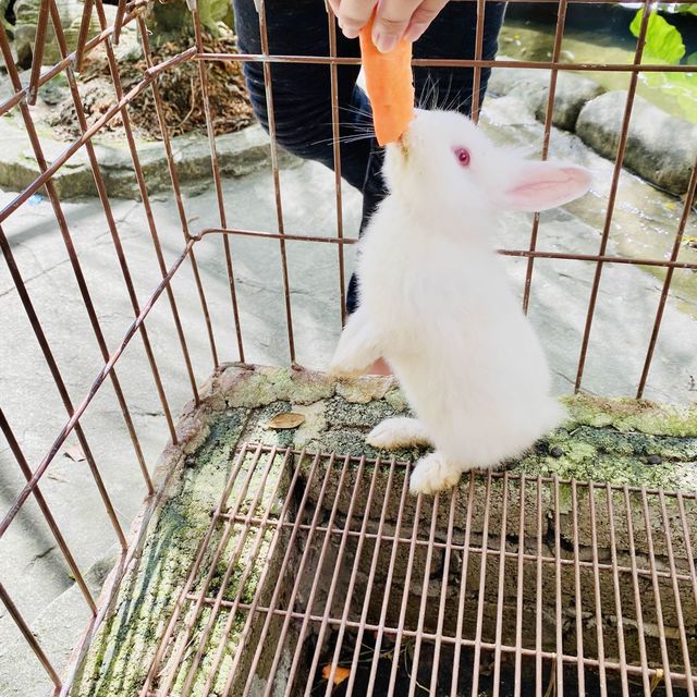 Petting zoo in KL city 