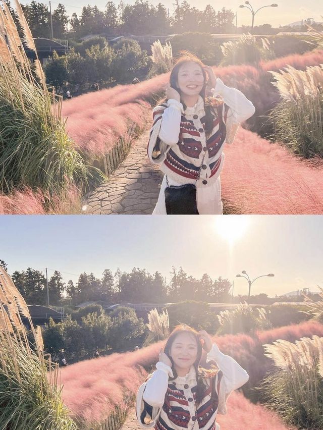 서귀포의 이국적인 핑크뮬리 명소 💓