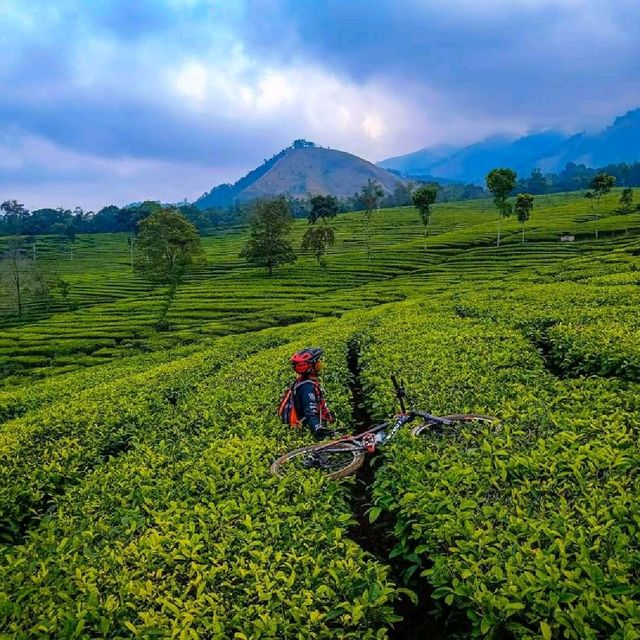 Wonosari tea garden