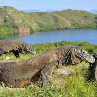 KOMODO ISLAND