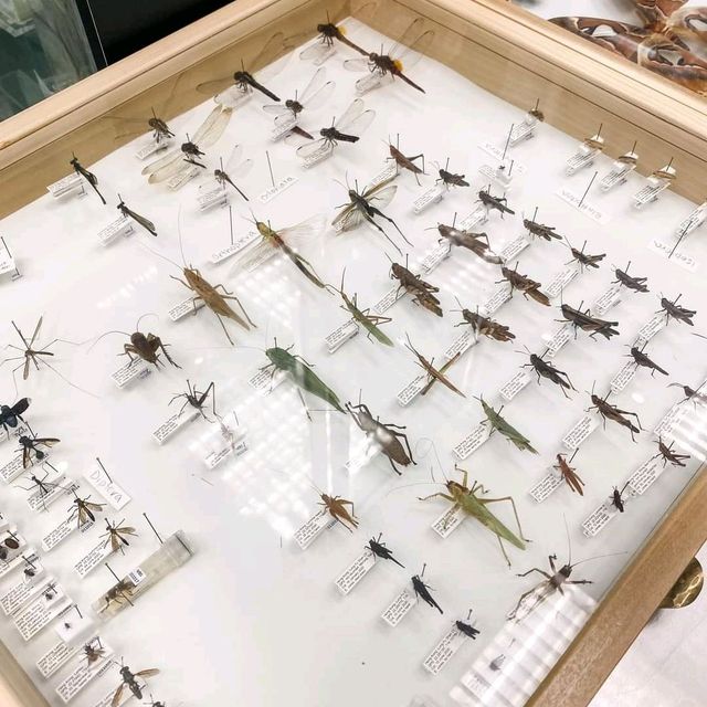 香港生物多樣性博物館