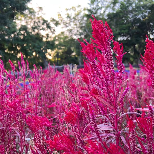 花海@大埔海濱公園