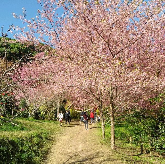 สถานีวิจัยและศูนย์ฝึกอบรมเกษตรที่สูงขุนช่างเคี่ยน