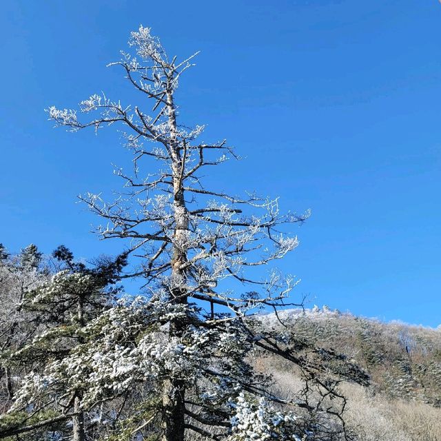 손쉽게 산 정상에서 눈꽃을 볼 수 있는 덕유산 리조트
