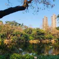 大安森林公園 🌸🌺🌼🌻💐🌷🌹 台北杜鵑花季