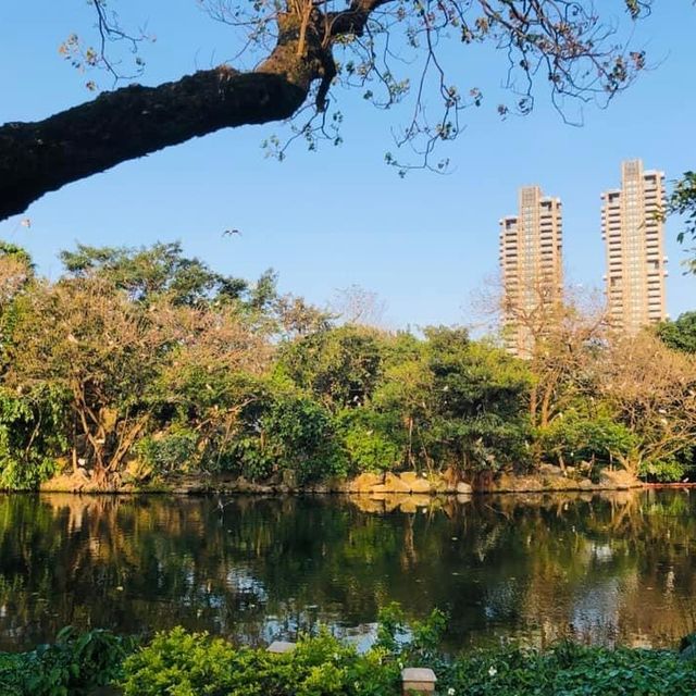 大安森林公園 🌸🌺🌼🌻💐🌷🌹 台北杜鵑花季