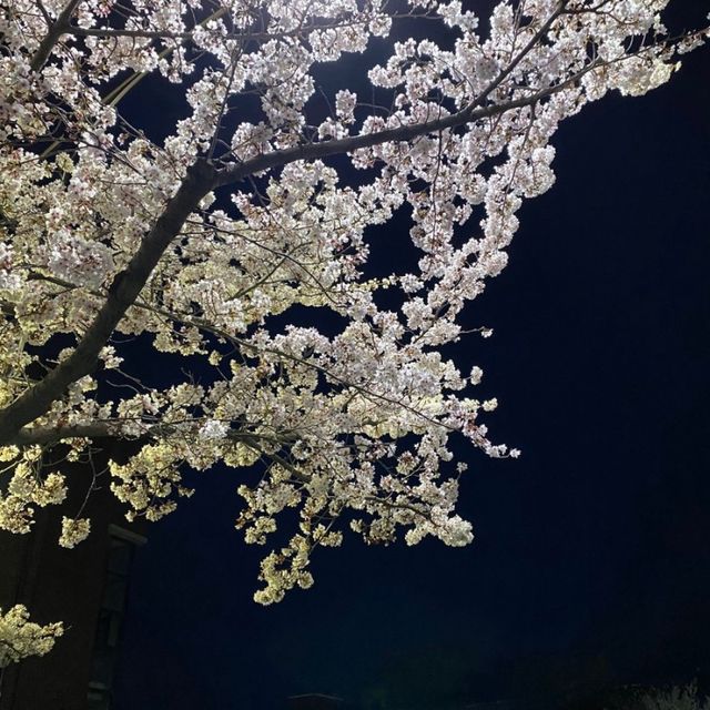 진주 벚꽃 명소 금산 ✨